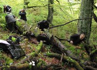 Studying bryophytes and fungi on a beech log